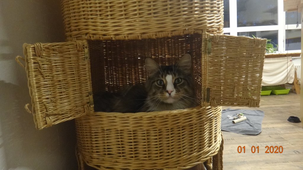 Katzenpension im Zürcher Weinland : Innenraum,Katzenpension,Katzenheim,Katzenferien,Katzenhotel,Tierheim,Wyland,Ossingen,Winterthur,Frauenfeld,Schaffhausen,Stein am Rhein,Henggert,Neunforn,Wilen,Kanton,Zürich,Thurgau,Dachsen,Uhwiesen,Oerlingen,Andelfingen,Neftenbach,Flach,
