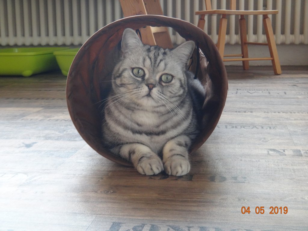 Katzenpension im Zürcher Weinland : Innenraum,Katzenpension,Katzenheim,Katzenferien,Katzenhotel,Tierheim,Wyland,Ossingen,Winterthur,Frauenfeld,Schaffhausen,Stein am Rhein,Henggert,Neunforn,Wilen,Kanton,Zürich,Thurgau,Dachsen,Uhwiesen,Oerlingen,Andelfingen,Neftenbach,Flach,